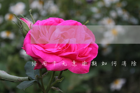 信用卡无意逾期如何消除
