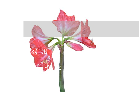 信用卡无意逾期房贷能下来吗(房贷下来后信用卡逾期)