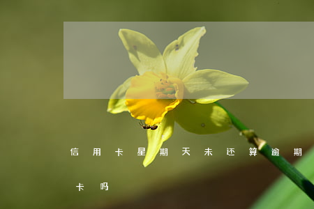 信用卡星期天未还算逾期吗(星期天能还信用卡吗)