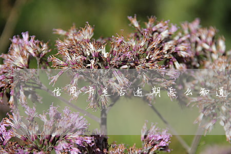 信用卡是否逾期怎么知道