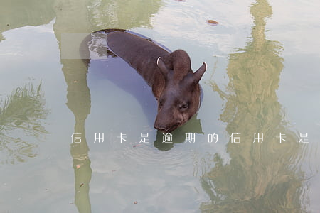 信用卡是逾期的(信用卡是逾期的一種嗎)