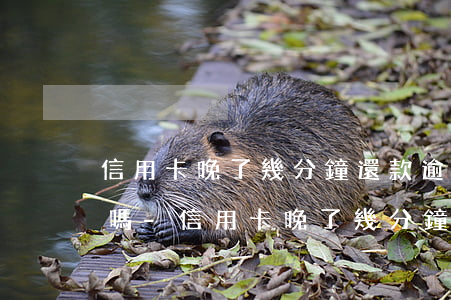 信用卡晚了幾分鐘還款逾期嚴(yán)重嗎-信用卡晚了幾分鐘還款逾期嚴(yán)重嗎怎么辦