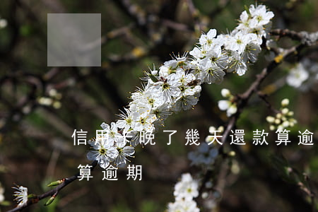信用卡晚了幾天還款算逾期(還信用卡過幾天算逾期)