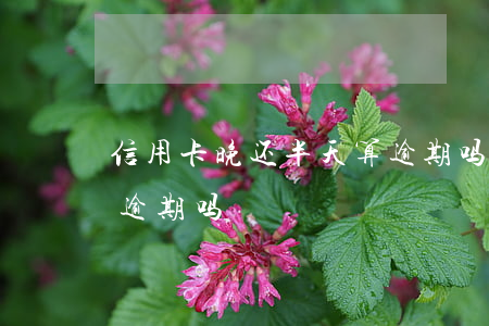 信用卡晚还半天算逾期吗(信用卡晚1天还算逾期吗)