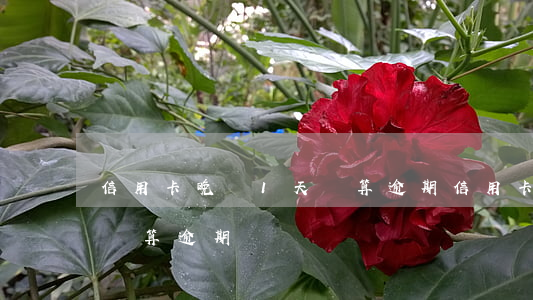 信用卡晚還1天還算逾期(信用卡晚還一個小時算逾期嗎)