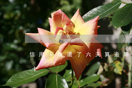 信用卡晚還了六天算逾期不(逾期幾天還信用卡)