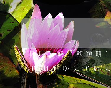 信用卡晚還款逾期10天(信用卡忘記還款了逾期10天了后果什么樣)
