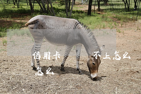 信用卡暫時還不上怎么辦(信用卡暫時還不上怎么辦)