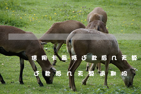 信用卡最低还款后几天算逾期-信用卡最低还款后几天算逾期吗