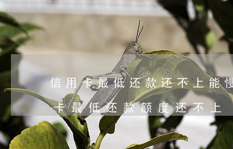 信用卡最低还款还不上能慢慢还么-若信用卡最低还款额度还不上
