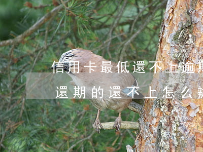 信用卡最低還不上逾期了(欠4萬信用卡最低還期的還不上怎么辦)