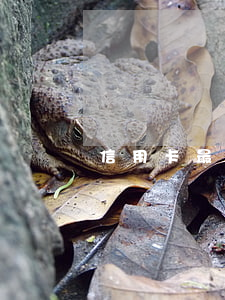 信用卡最低還款不夠算逾期