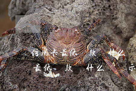 信用卡最低還款為什么還顯示逾期-信用卡最低還款為什么還顯示逾期呢