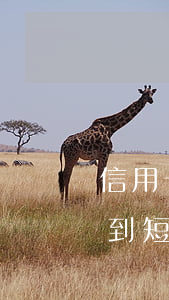 信用卡最低還款逾期了扣錢(qián)(收到短信說(shuō)信用卡逾期,但是我已經(jīng)還了最低還款)