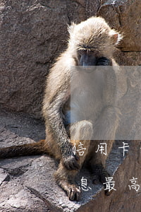信用卡最低還款逾期利息(信用卡逾期之后利息最高多少)