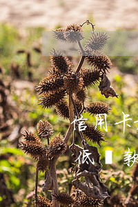 信用卡最低還款還不上怎么辦6-信用卡最低還款還不上怎么辦6萬