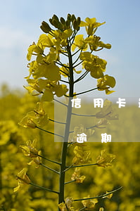 信用卡最低還款額逾期受限(還最低還款額算逾期嗎)