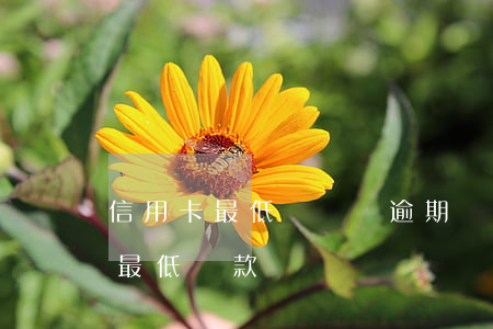信用卡最低還過會逾期嗎(信用卡逾期還能還最低還款嗎)