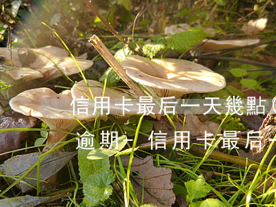 信用卡最后一天幾點(diǎn)還款不算逾期-信用卡最后一天幾點(diǎn)還款不算逾期了
