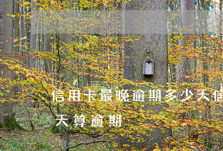 信用卡最晚逾期多少天 信用卡最晚逾期多少天算逾期
