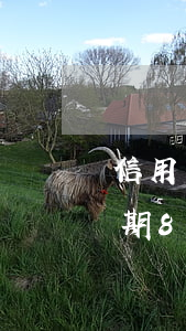 信用卡最近两年4次逾期-四年前信用卡逾期8次