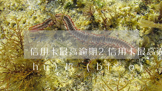 信用卡最高逾期2 信用卡最高逾期期數(shù)超標(biāo)