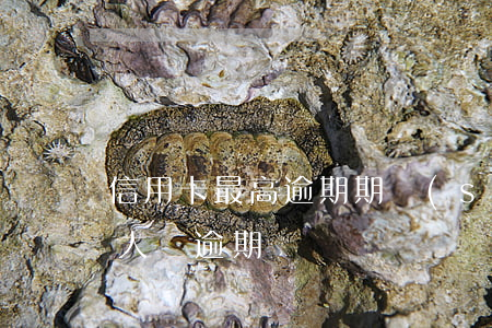 信用卡最高逾期期數(shù)超標(信用卡大額逾期)