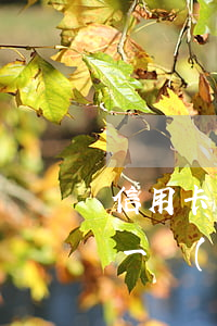 信用卡有1個(gè)月逾期還能房貸(逾期一個(gè)月還能申請(qǐng)信用卡嗎)