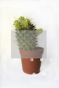 信用卡有1元逾期能買房嗎(一年前信用卡有逾期買房有影響嗎)