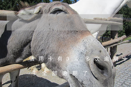 信用卡有30多次逾期(十幾個(gè)信用卡全部逾期了)