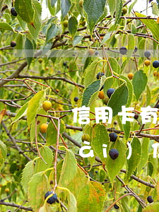 信用卡有3個(gè)月處于逾期狀態(tài)(信用卡有3個(gè)月處于逾期狀態(tài))