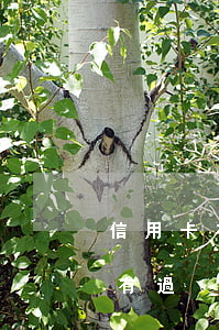 信用卡有3次逾期可以按揭嗎(三年前信用卡有過(guò)多次逾期能貸款買房嗎)
