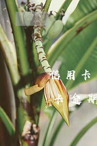 信用卡有5次逾期影响房贷(房贷逾期与信用卡逾期哪个严重)