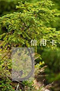 信用卡有5次逾期未超過90天