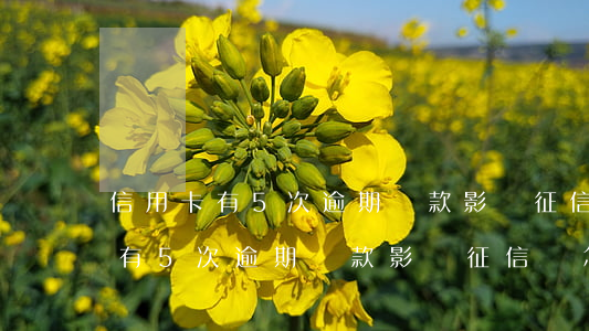 信用卡有5次逾期還款影響征信嗎-信用卡有5次逾期還款影響征信嗎怎么辦