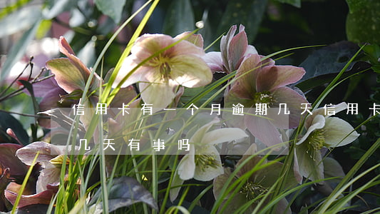 信用卡有一个月逾期几天(信用卡每次都逾期几天有事吗)