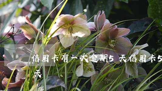 信用卡有一次逾期5天(信用卡5塊錢逾期兩天)