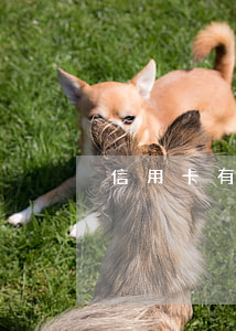 信用卡有一萬逾期多久會上征信