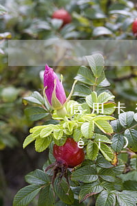 信用卡有三次逾期記錄怎么消除(三年內(nèi)信用卡逾期3次)