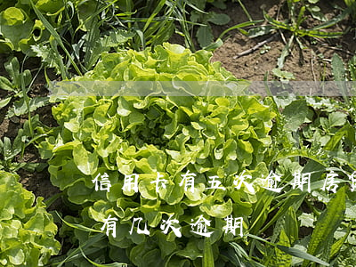 信用卡有五次逾期房贷-办理房贷时信用卡有几次逾期