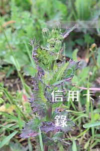 信用卡有五次逾期記錄(信用卡有五次逾期記錄)