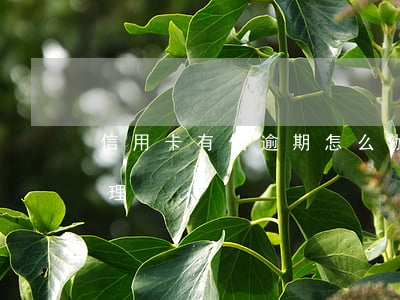 信用卡有個逾期怎么辦(信用卡逾期了怎么處理)