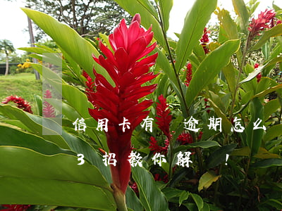 信用卡有個逾期怎么辦(信用卡逾期怎么辦?這3招教你解決!)
