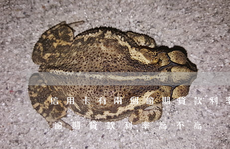 信用卡有兩個逾期貸款利率高(信用卡有兩個逾期貸款利率高不高)