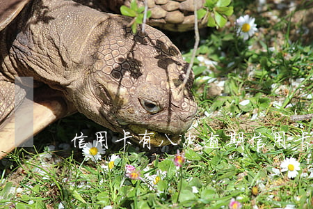 信用卡有八次逾期(信用卡有八次逾期怎么辦)