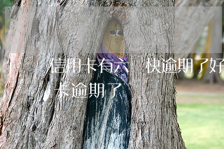 信用卡有六張快逾期了(好幾個(gè)信用卡逾期了)