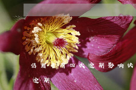 信用卡有四次逾期影响快贷吗（信用卡有四次逾期）
