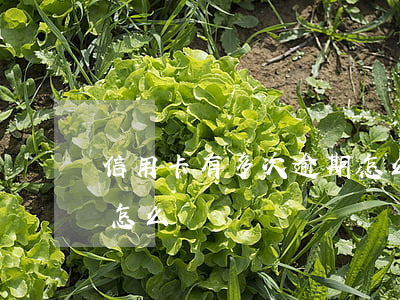 信用卡有多次逾期怎么消除(信用卡逾期多次怎么辦)