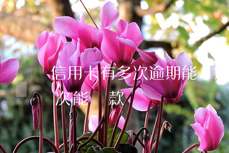 信用卡有多次逾期能貸款嗎(信用貸款逾期一次能貸款嗎)