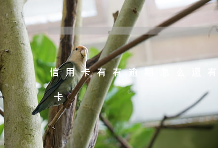 信用卡有有逾期怎么還(有過逾期怎么辦信用卡)